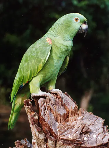 ensean