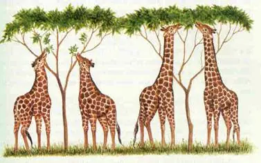 evolución