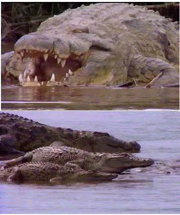 Gustave VS Lolong.El título por el Saurio más poderoso