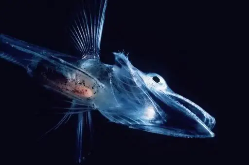 raros