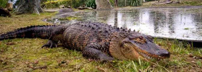 cocodrilo gigante acorrala a un turista durante dos semanas