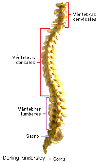 Columna