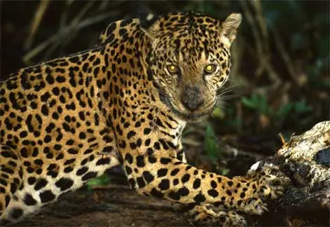 animal