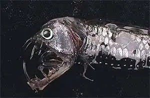 Fauna Abisal(Peces raros)