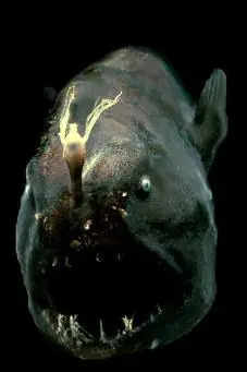 Fauna Abisal(Peces raros)