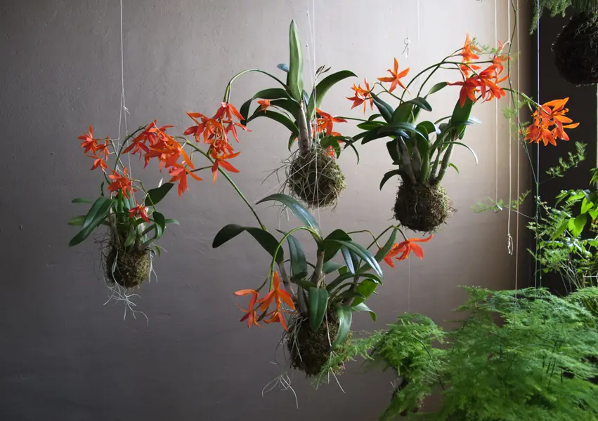 kokedama