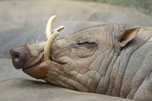 TOP 10 animales (Megapost - Parte 2)