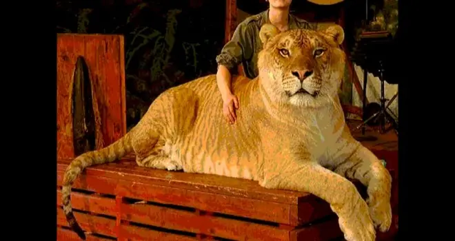 TOP 10 animales (Megapost - Parte 2)