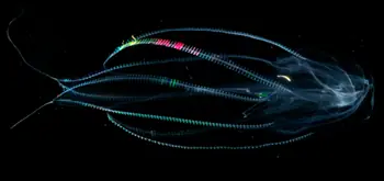 Virgin Oceanic ♥