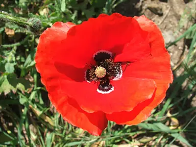 en general