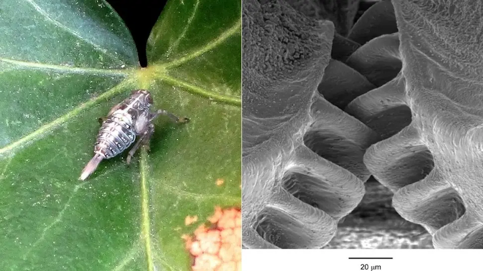 insecto