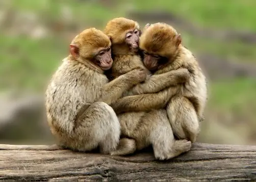 Que harias si tu pareja te propone hacer un trio..?