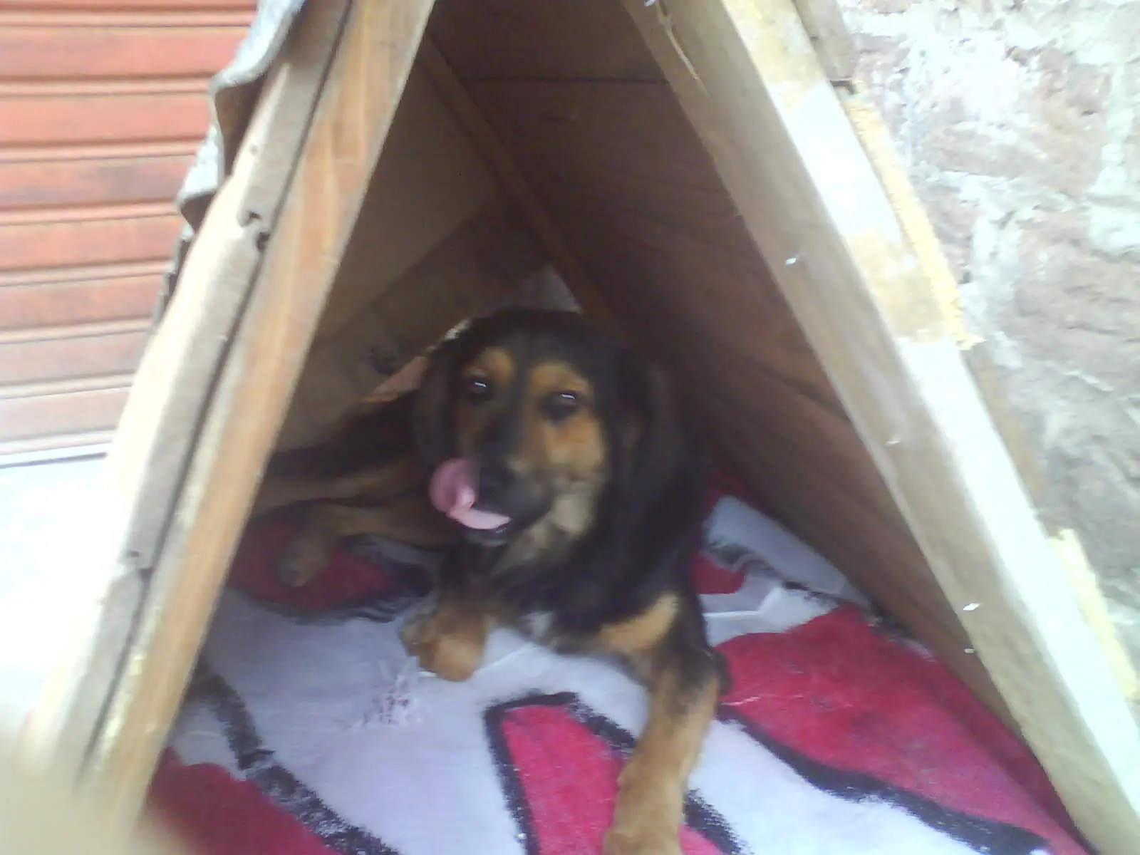 casa perro armado