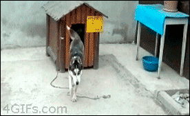 Los Gifs de la mañana