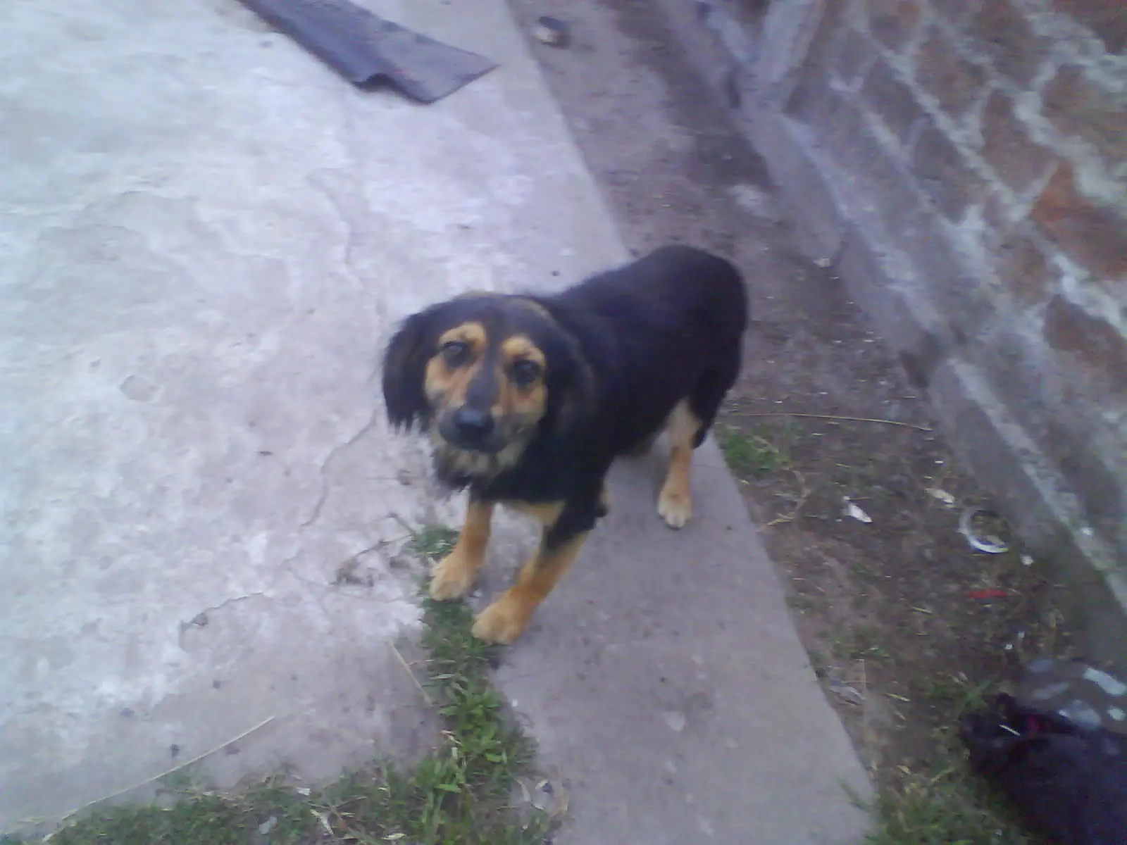 perro
