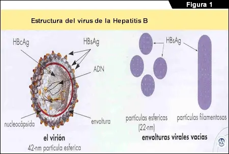 celula