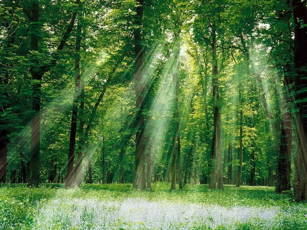 Como Limpiar Tu Hogar De La mala energia...