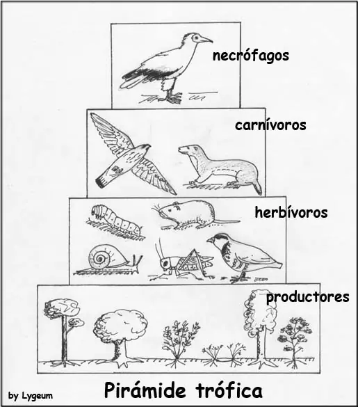Las 50 Cosas Mas Raras e Interesantes Del Mundo...