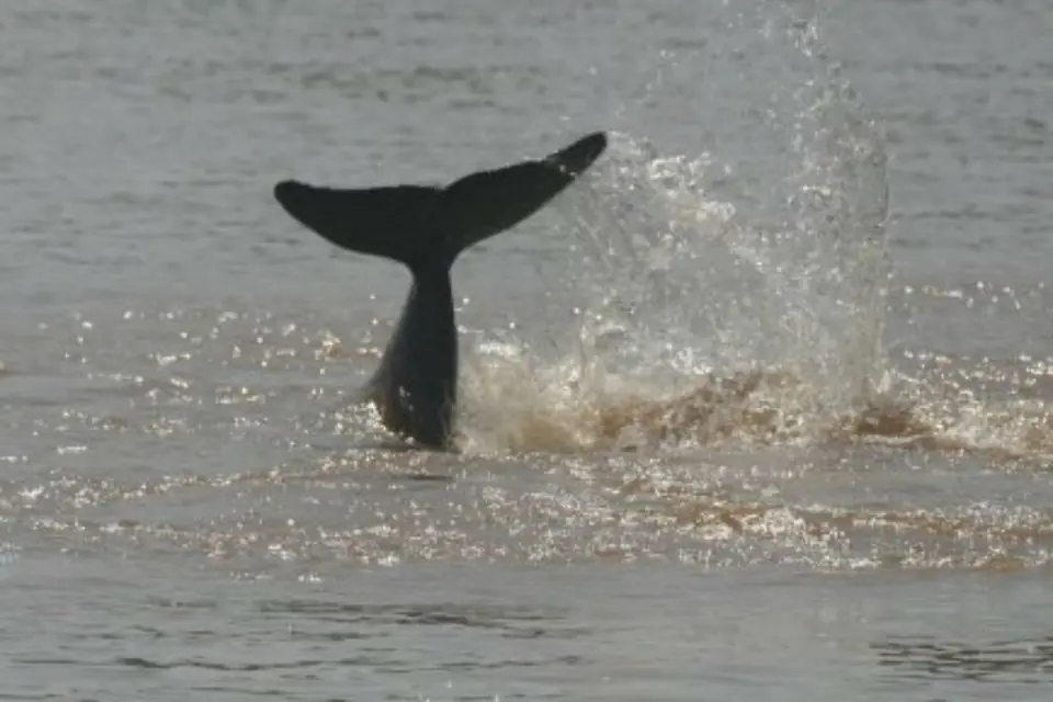 Las 10 especies más amenazadas en  2012