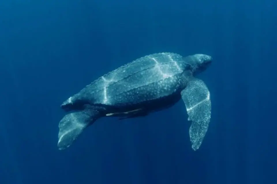 Las 10 especies más amenazadas en  2012