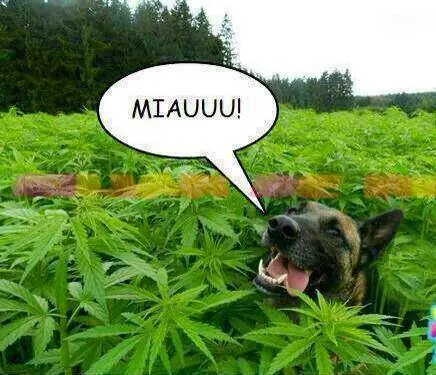jajaja