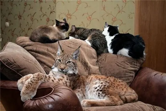 mascotas