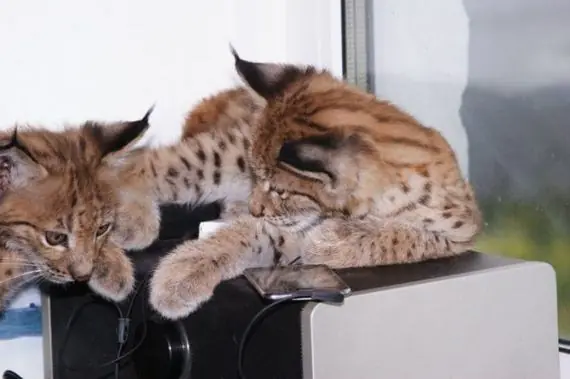 Las mascotas mas extrañas!