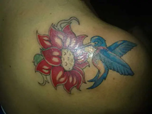 colibri