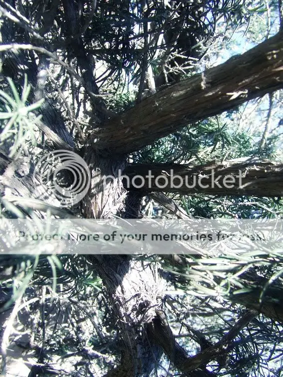 plantas