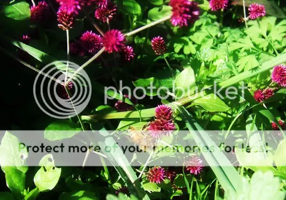 Fotógrafo de Jardin [Plantas e Insectos]