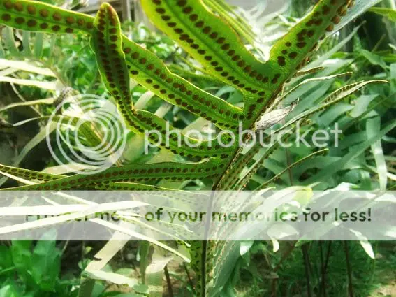 plantas