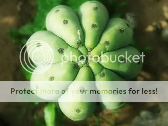 Fotógrafo de Jardin [Plantas e Insectos]