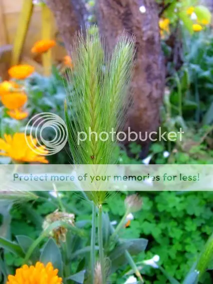 Fotógrafo de Jardin [Plantas e Insectos]