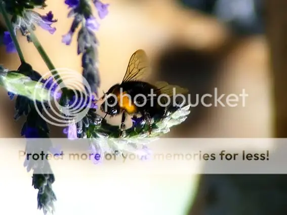 fotografía
