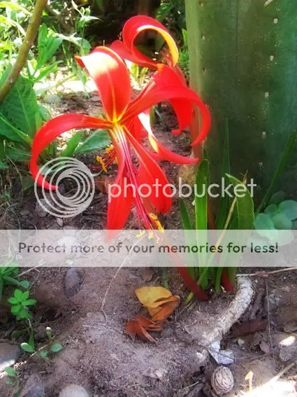 Fotógrafo de Jardin [Plantas e Insectos]