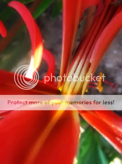 fotografía