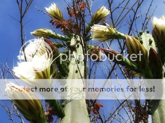 Fotógrafo de Jardin [Plantas e Insectos]