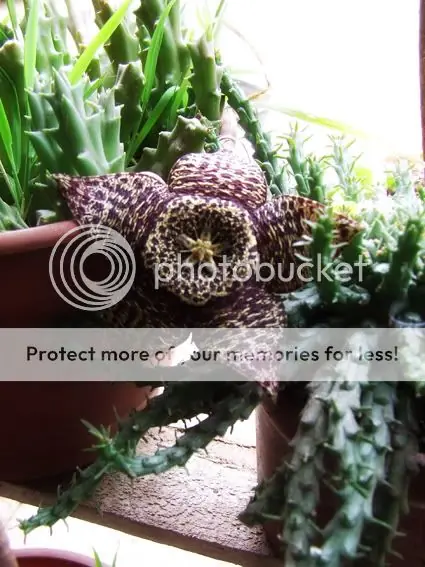 plantas