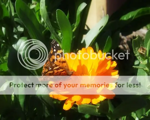 Fotógrafo de Jardin [Plantas e Insectos]