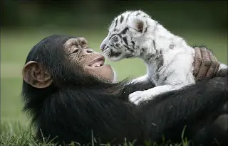 Tienen alma los animales?
