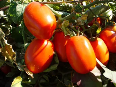 antioxidante
