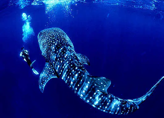 los tiburones mas peligros