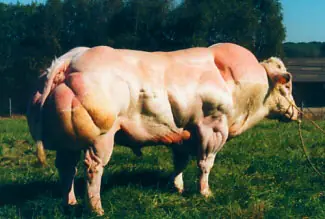 La Miostatina, genetica y musculos...