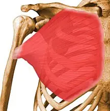 ejercicios para pectorales