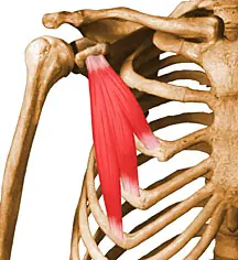 pectoral mayor