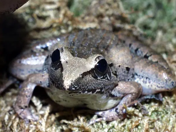 Premios al reino animal