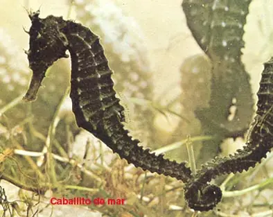 Premios al reino animal