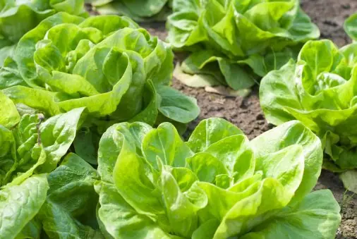 10 alimentos que podrían intoxicarte