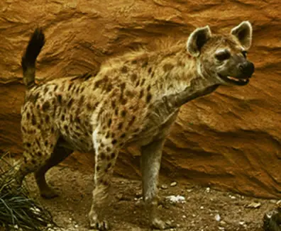 fauna