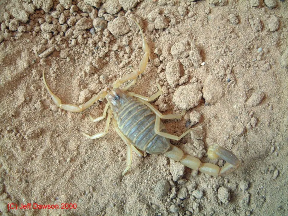 arañas